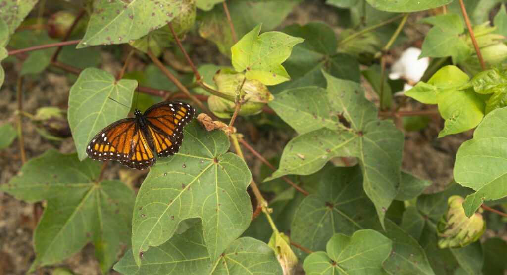 Papillon Monarch
