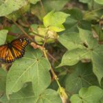 Papillon Monarch
